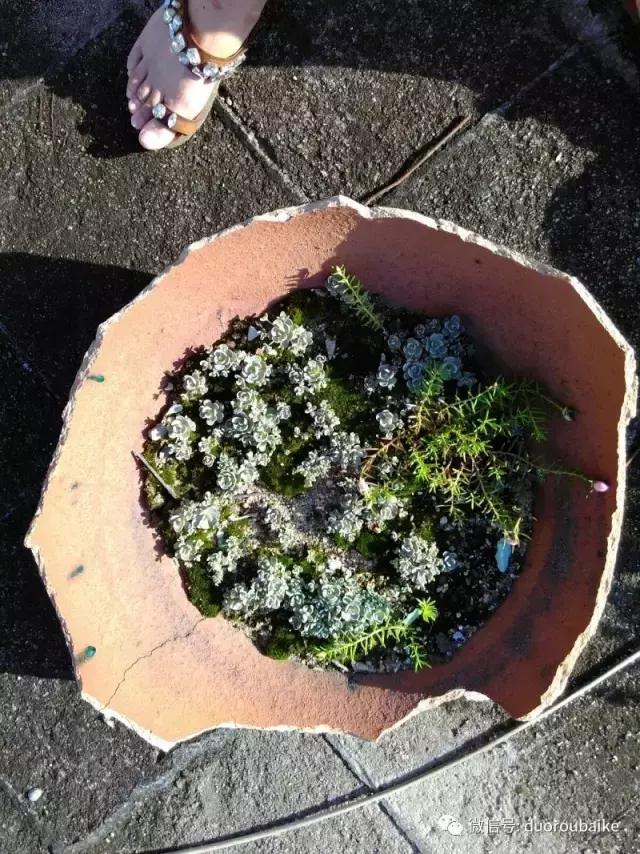 甯﹂潚鑻旂殑澶氳倝,澶氳倝闈掕嫈鍩瑰吇