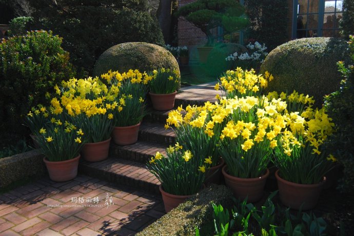 水仙花卉美图,植物水仙子图片