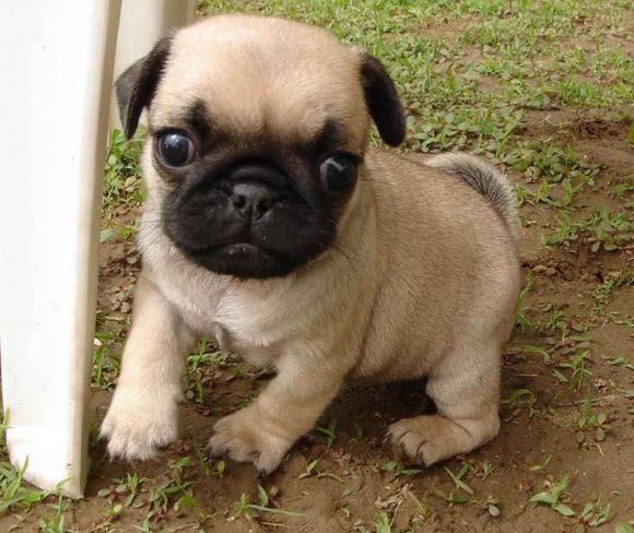 普遍的狗狗品种大全及图片,所有狗狗品种集合大全