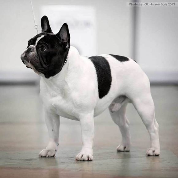 普遍的狗狗品种大全及图片,所有狗狗品种集合大全