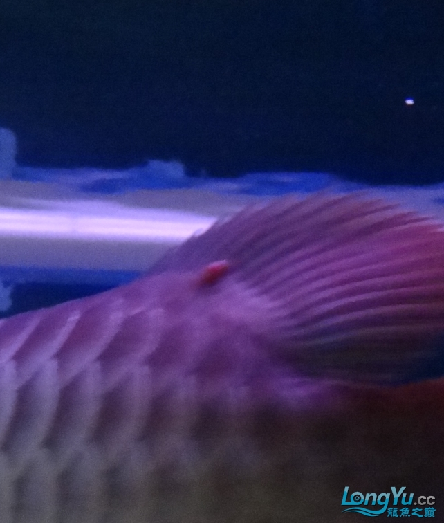 龙鱼鱼病用什么药,龙鱼疾病治疗视频