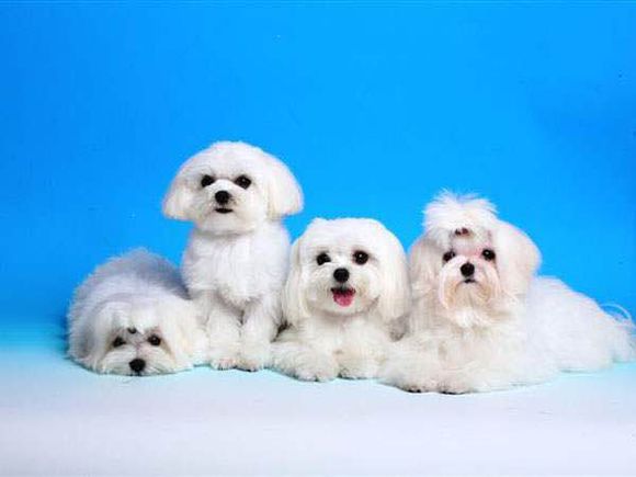 普遍的狗狗品种大全及图片,所有狗狗品种集合大全