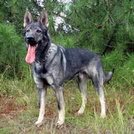 普遍的狗狗品种大全及图片,所有狗狗品种集合大全