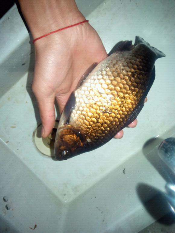 钓上来的鲫鱼发白,钓上来的鲫鱼身上有红点可以吃吗