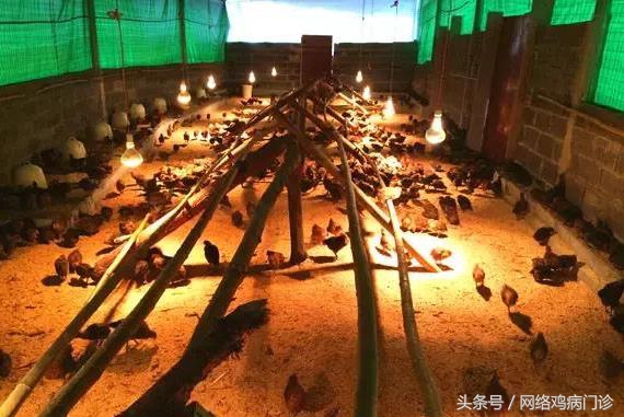 目前最好的养殖土鸡方法,土鸡养殖基础有哪些