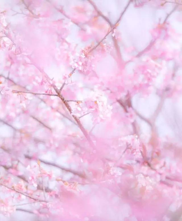 樱花短途旅行包大容量,樱花三月去踏青加长版