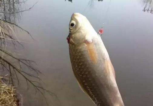 四海钓鱼技巧视频教学,四海鱼竿卡节怎么解决