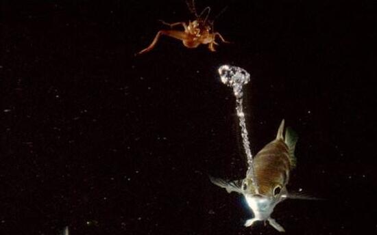 火影忍者动物会忍术,水枪射水鱼