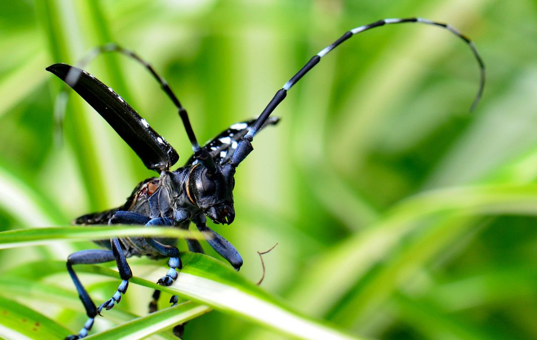 农村常吃的十种虫子,小时候能吃的八种虫子