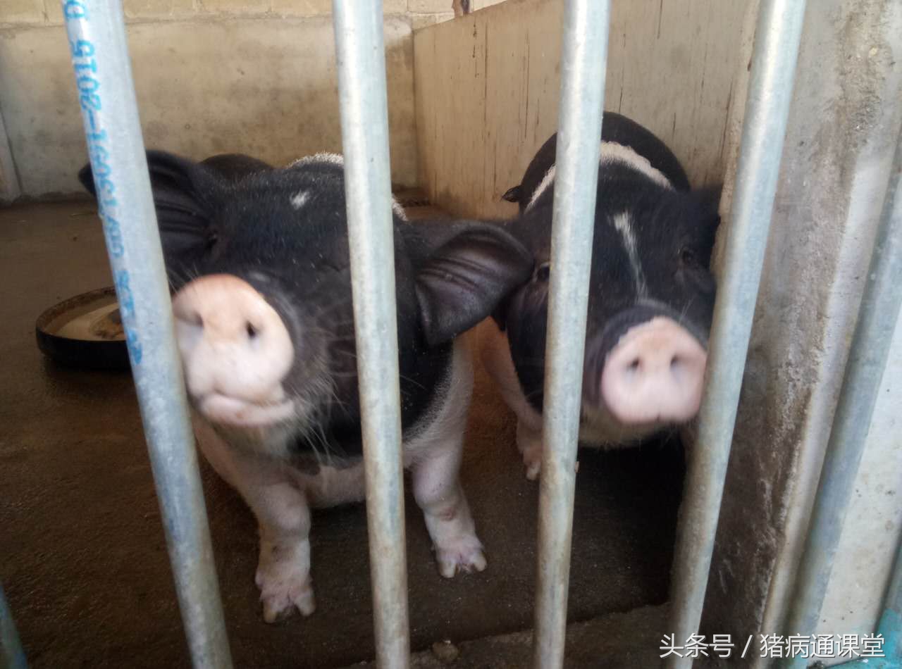 小猪经常拉稀怎么回事,小猪吃多了拉稀怎么办