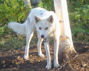 收藏狗狗的图片,收藏宠物集