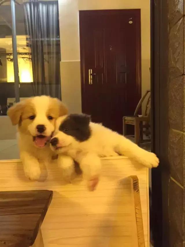 长沙人爱养什么品种的鸟,长沙人为什么喜欢养乌龟