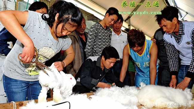 长毛兔管理的方法,养兔长毛兔饲料调制攻略