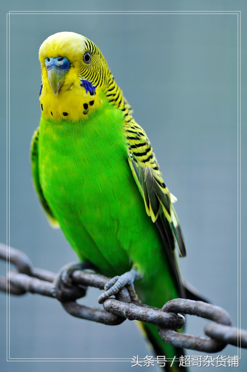 鹦鹉杀虫能用灭扫利吗,刚满月的鹦鹉要杀虫吗