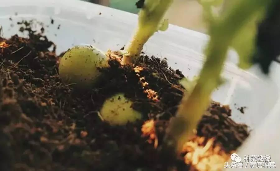 种植土豆全过程盆栽,种植土豆视频教程大全