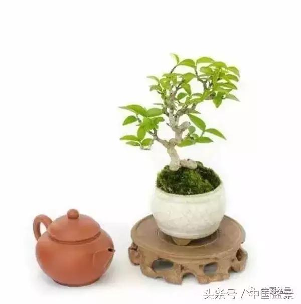 盆景知识与交流,养花知识大全小盆景