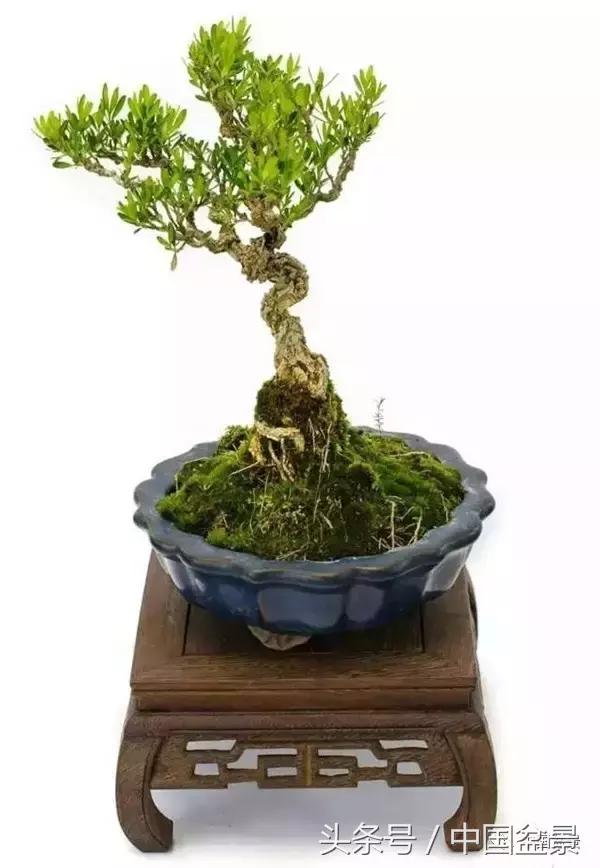 盆景知识与交流,养花知识大全小盆景