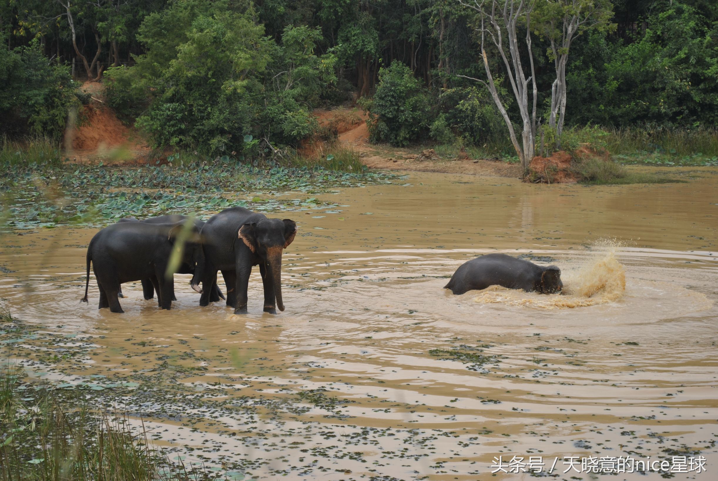 泰国大象旅行记,泰国旅游跟大象近距离接触