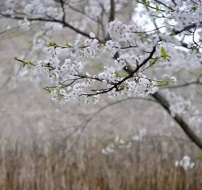 小学成语分类整理大全,这份成语分类大全替孩子存下吧