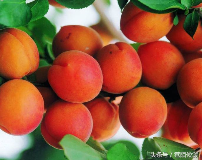 辛弃疾十大巅峰名篇及解析,宋词辛弃疾十大最美巅峰之作