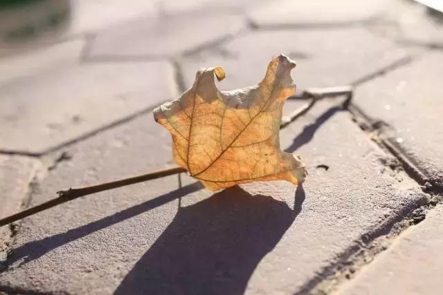 在家怎样自制花卉营养土,如何自制有机营养土