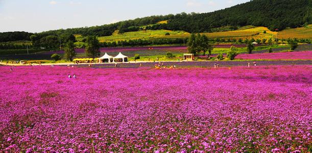 沈阳紫烟薰衣草庄园怎么样,沈阳紫烟薰衣草庄园招聘
