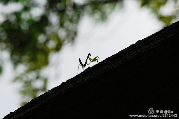 微距镜头下的昆虫视角,微距下的昆虫摄影