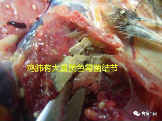 家禽黄曲霉菌的治疗,禽类霉菌预防药有哪些