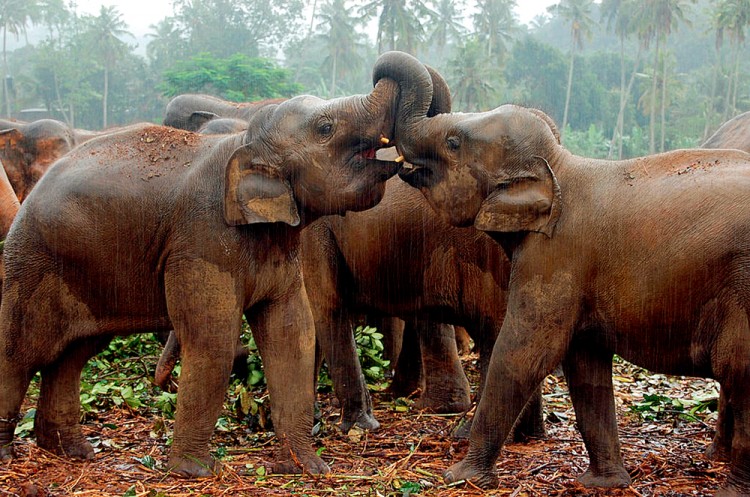 西双版纳3小时可以去哪,西双版纳五小时