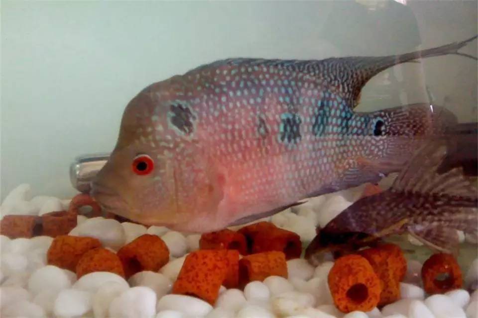 罗汉鱼生病的症状,罗汉鱼长得慢是什么原因