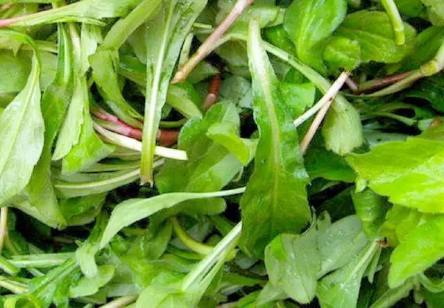 春天的野菜是大自然的馈赠,春天的野菜都是宝