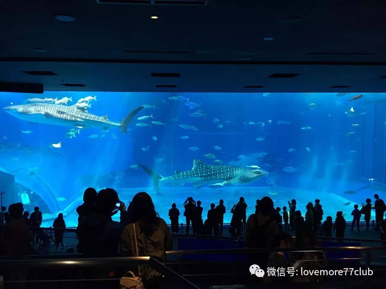 冲绳亲子自由行,成都冲绳亲子游攻略图