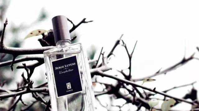 台湾大陆旅游凤梨酥,乌龙茶凤梨酥