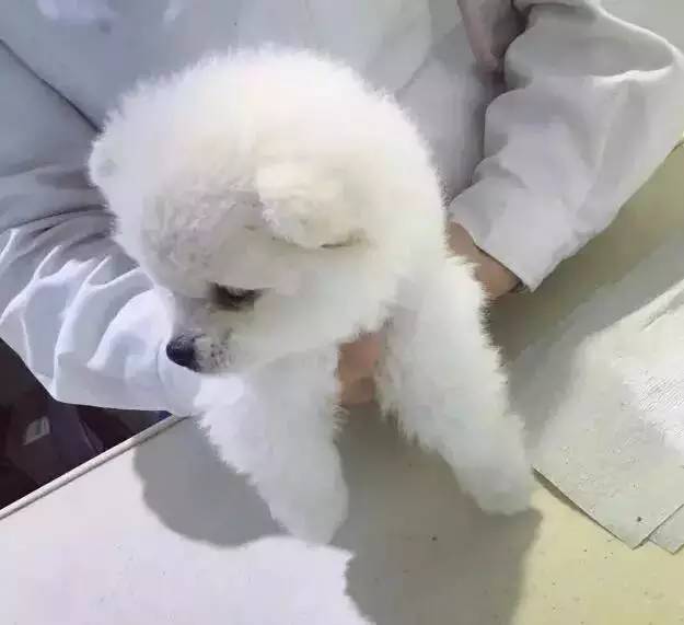 我有犬瘟，但感谢有你！