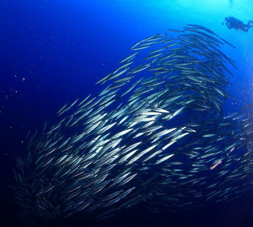 到西沙群岛旅游全程费用,个人如何去西沙