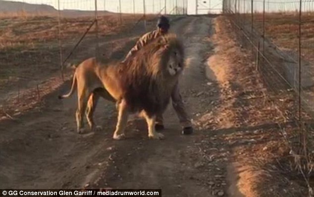 南非狮爬路中间休息,南非雄狮鬃毛