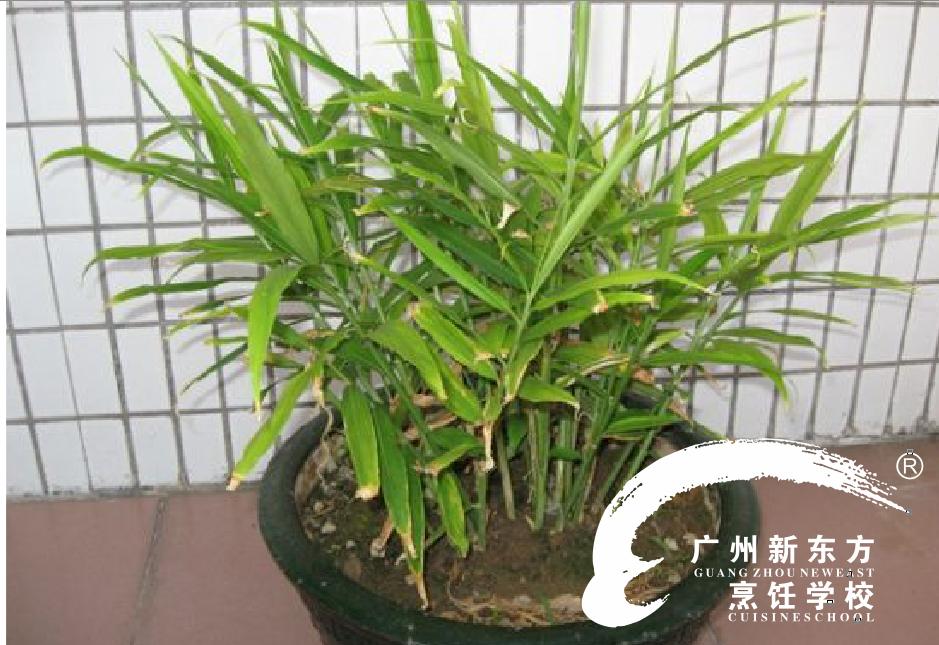 冬种萝卜夏种姜,秋冬季节怎样种姜