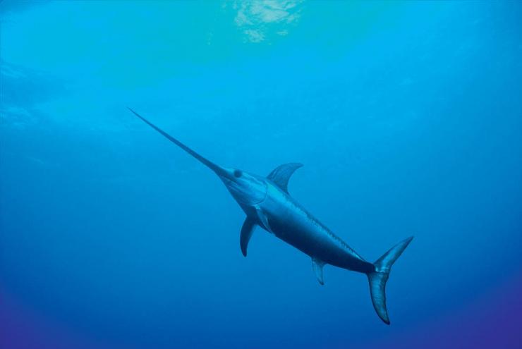 海洋里最快的动物是海豚吗,海洋中最大的生物海豚