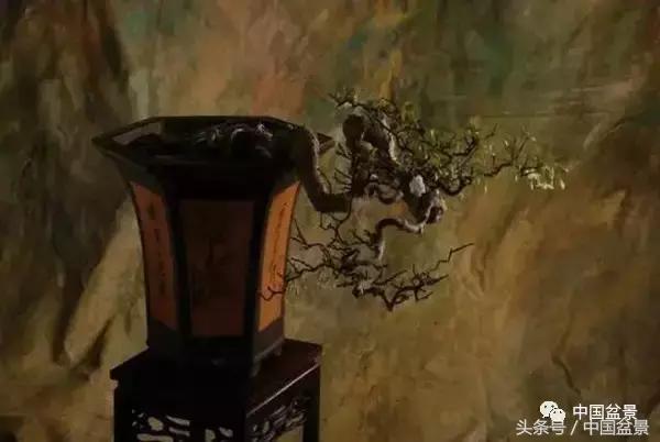 盆景知识与交流,养花知识大全小盆景