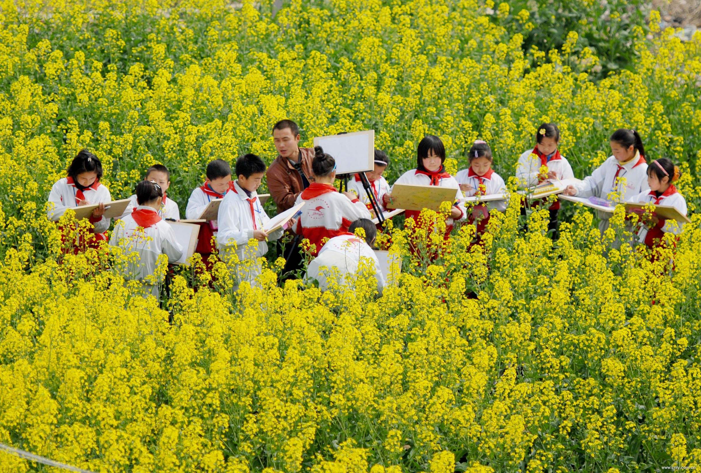 春季赏花图鉴大全,春季赏花游哪里好玩