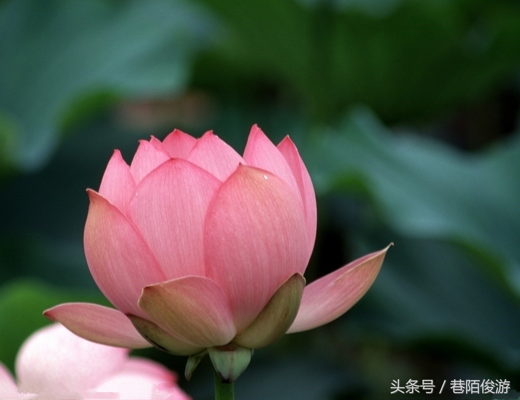 辛弃疾十大巅峰名篇及解析,宋词辛弃疾十大最美巅峰之作