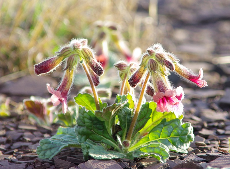熟地黄食疗方子,熟地黄属于药食同源药物吗