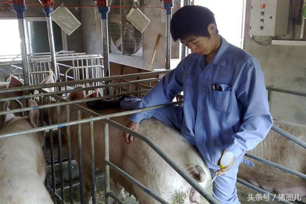 猪人工育种要输卵几次,猪输精时间和忌讳