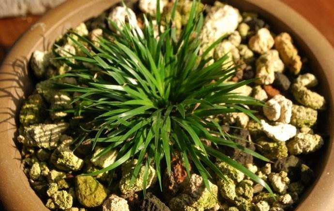 金钱菖蒲什么香味,从化金钱菖蒲