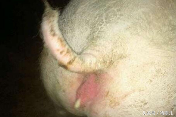 母猪返情天数判断,母猪返情是什么原因