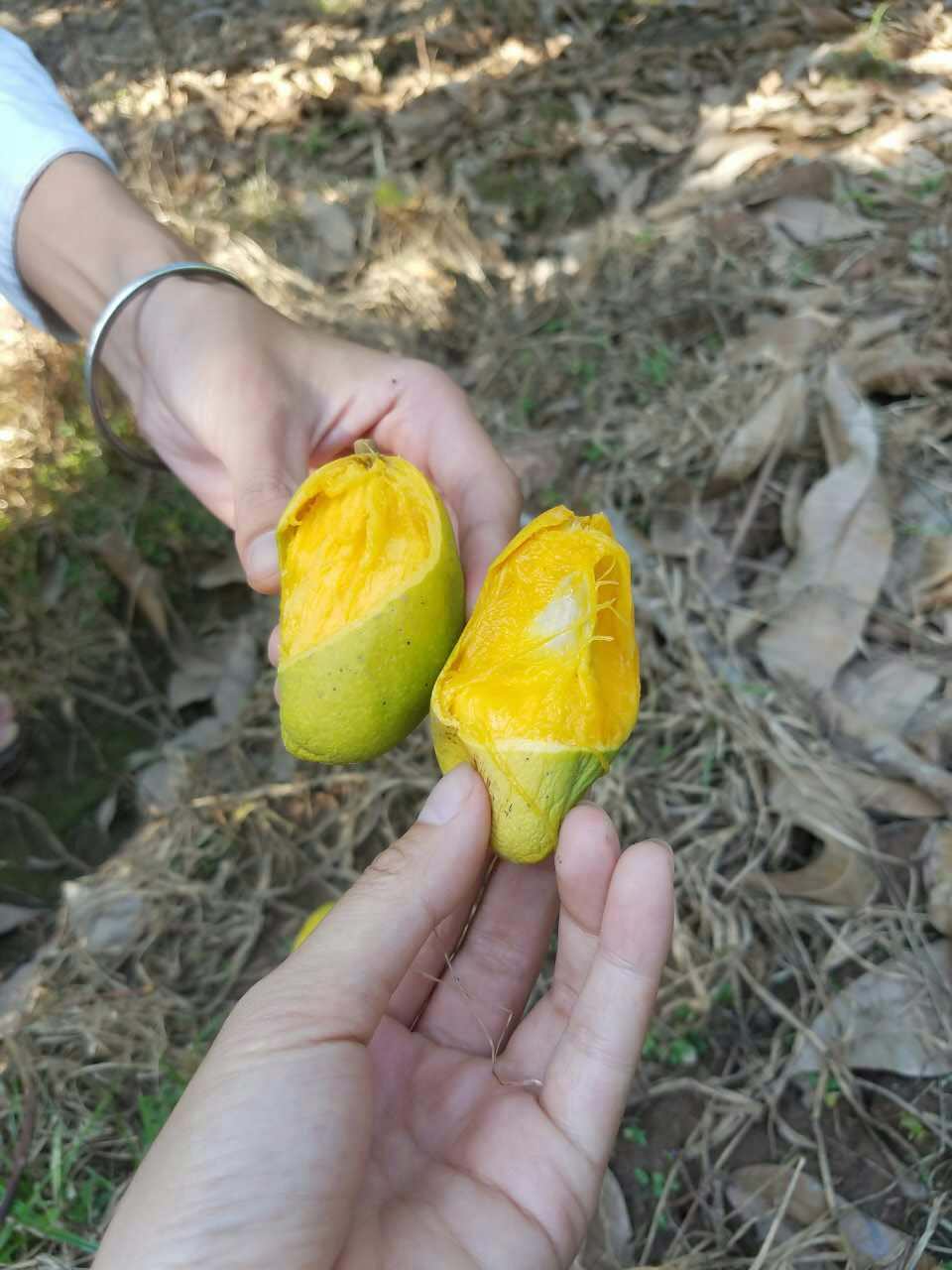 越南大青芒的最佳吃法,越南大青芒的味道