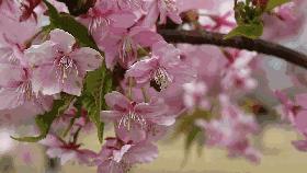 初春の樱花季|春风十里,我在辰山树下等你~