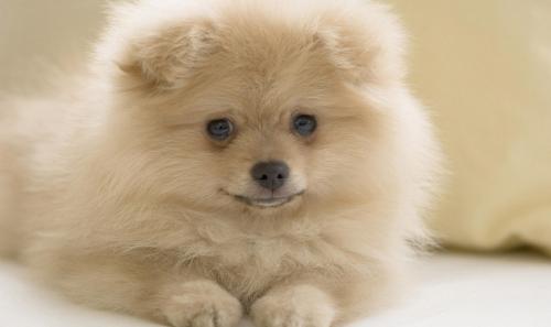 狗狗拉稀，而且不吃东西也没精神，怎么回事？