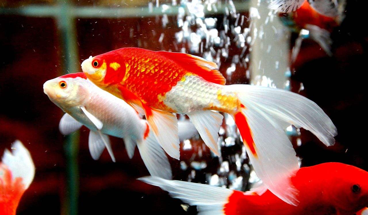 最新鱼缸养什么鱼对风水最好,鱼缸养几条鱼最好风水介绍