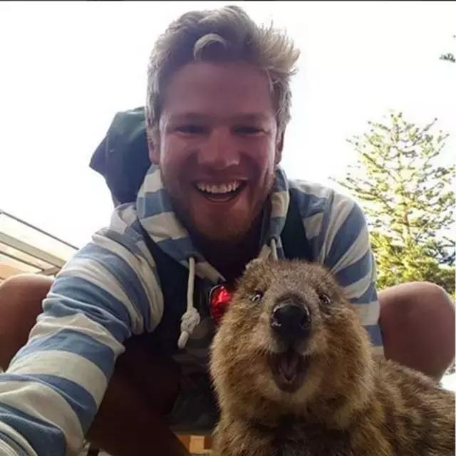 最萌短尾矮袋鼠,澳洲偶遇袋鼠